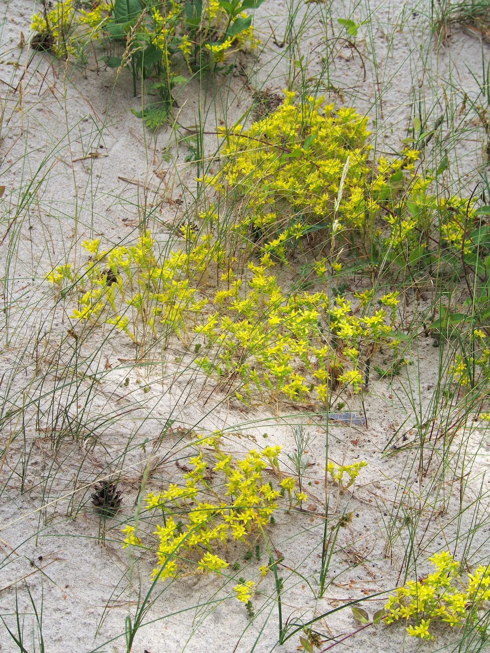 Goldmoss Sedum (Sedum Acre) — This low-maintenance, drought-tolerant plant prefers full sun to partial shade and well-draining soils; a full sun, image 75