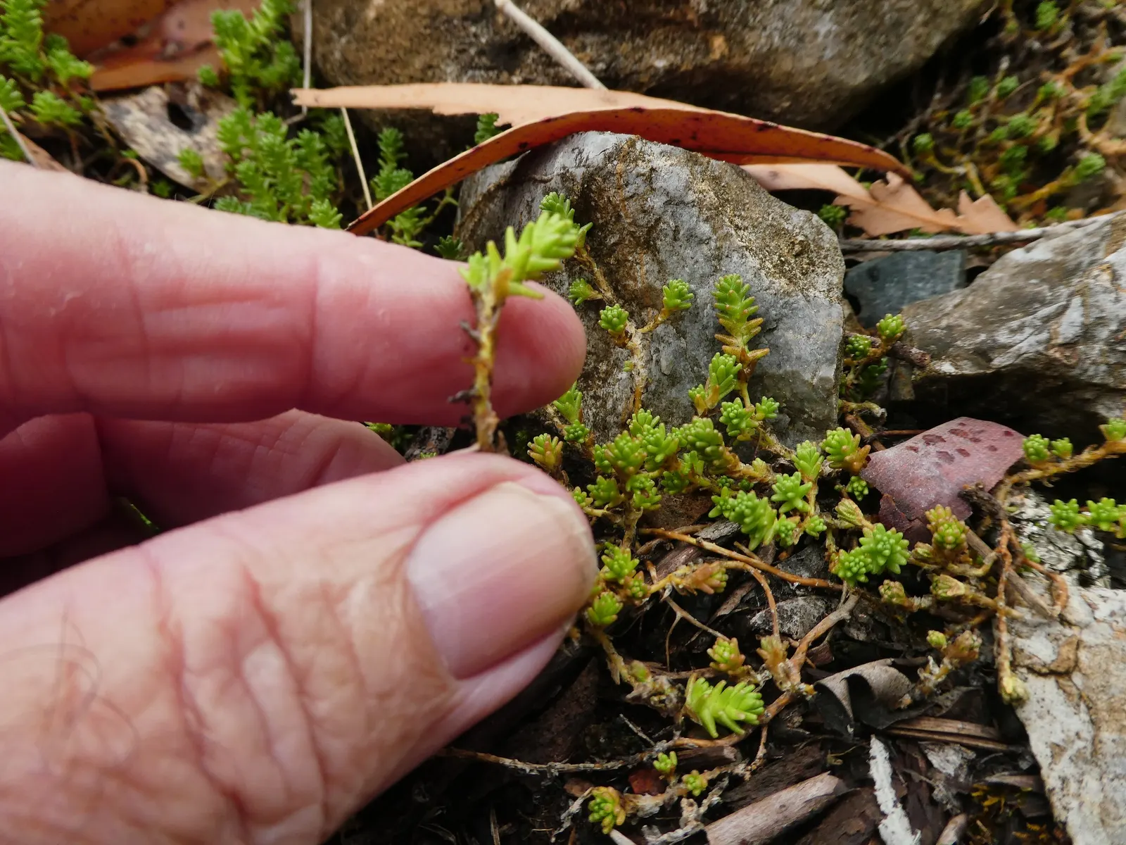 Goldmoss Sedum (Sedum Acre) — the Goldmoss Sedum is a valuable addition to a garden space; making it a perfect choice for xeriscaping or, image 64