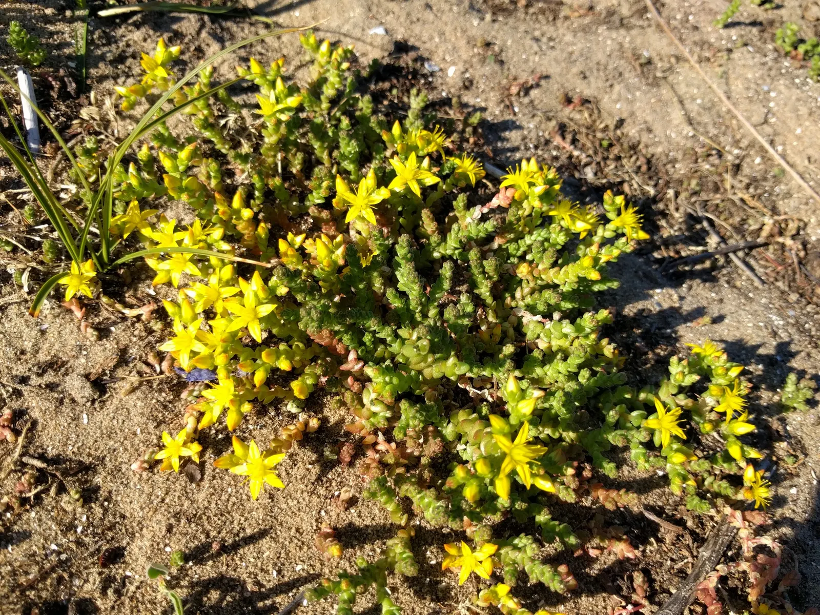 Goldmoss Sedum (Sedum Acre) — the Goldmoss Sedum is a valuable addition to a garden space; making it a perfect choice for xeriscaping or low-maintenance gardens