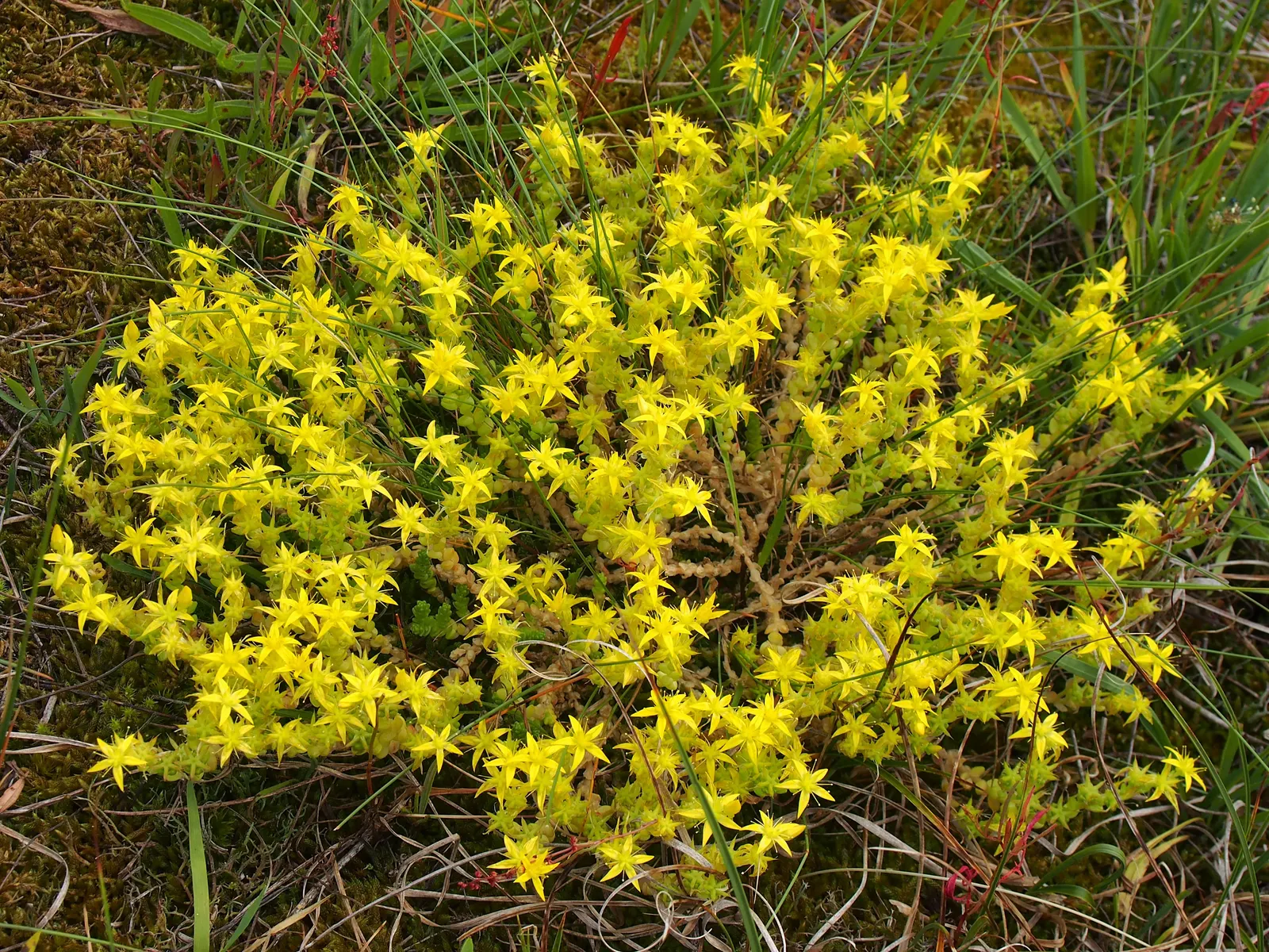 Goldmoss Sedum (Sedum Acre) — it offers excellent erosion control and attracts butterflies; is an evergreen groundcover with vibrant yellow, image 52