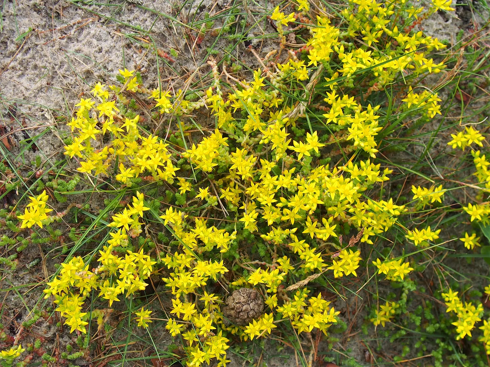 Goldmoss Sedum (Sedum Acre) — It prefers well-drained soil and is very drought-resistant once established; it blooms profusely with tiny, image 84