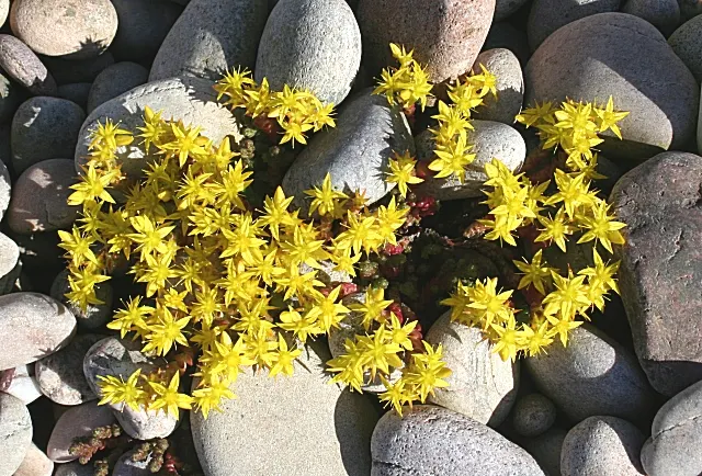 Goldmoss Sedum (Sedum Acre) — it offers excellent erosion control and attracts butterflies; is an evergreen groundcover with vibrant yellow, image 76