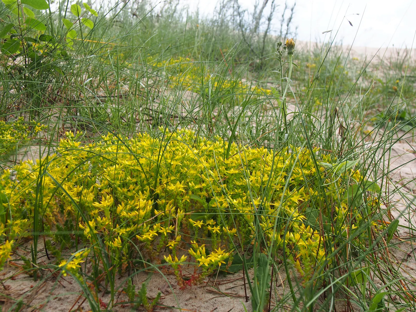 Goldmoss Sedum (Sedum Acre) — Goldmoss Sedum is extremely tolerant of poor soil conditions; thriving in USDA zones 3-9, it reaches up to 3 inches in height and