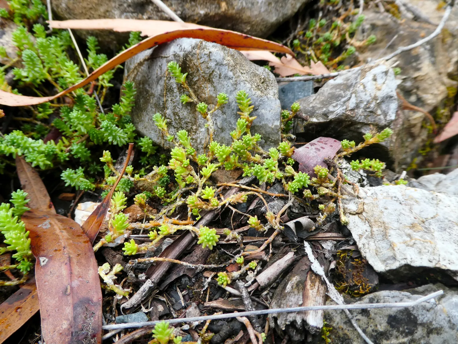Goldmoss Sedum (Sedum Acre) — Thriving in USDA zones 3-9, it reaches up to 3 inches in height and spreads 12-24 inches; goldmoss Sedum is extremely tolerant of