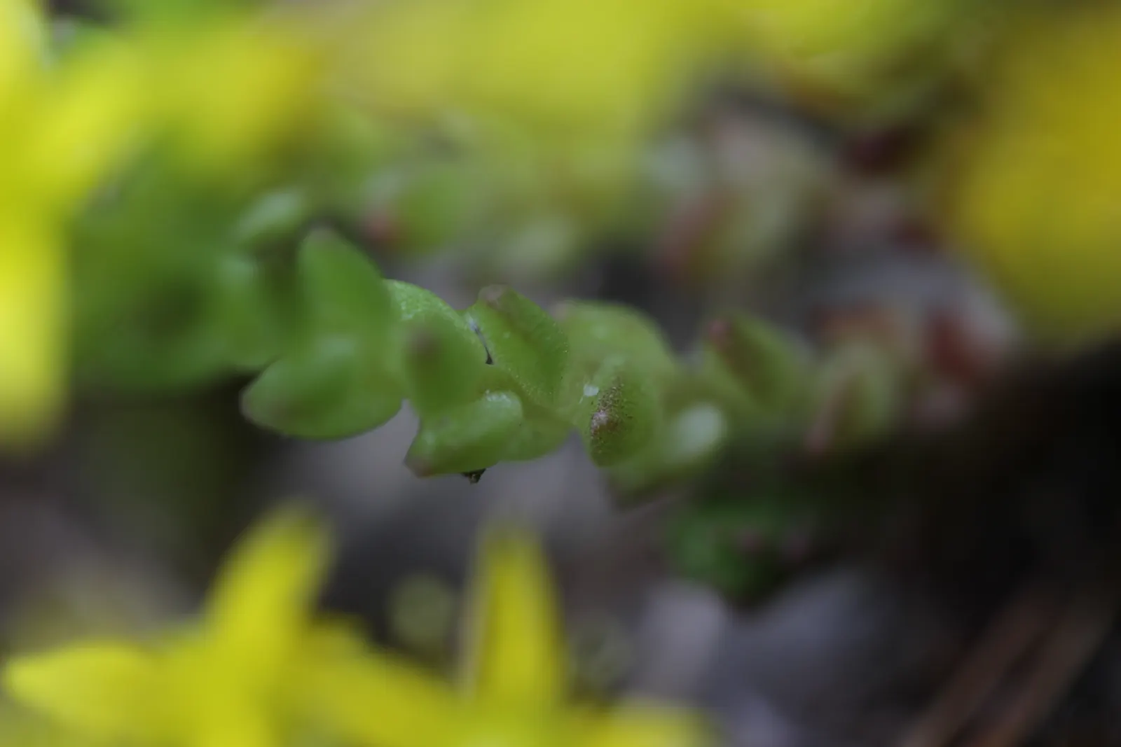 Goldmoss Sedum (Sedum Acre) — is an evergreen groundcover with vibrant yellow star-shaped flowers blooming in summer; it offers excellent erosion, image 73