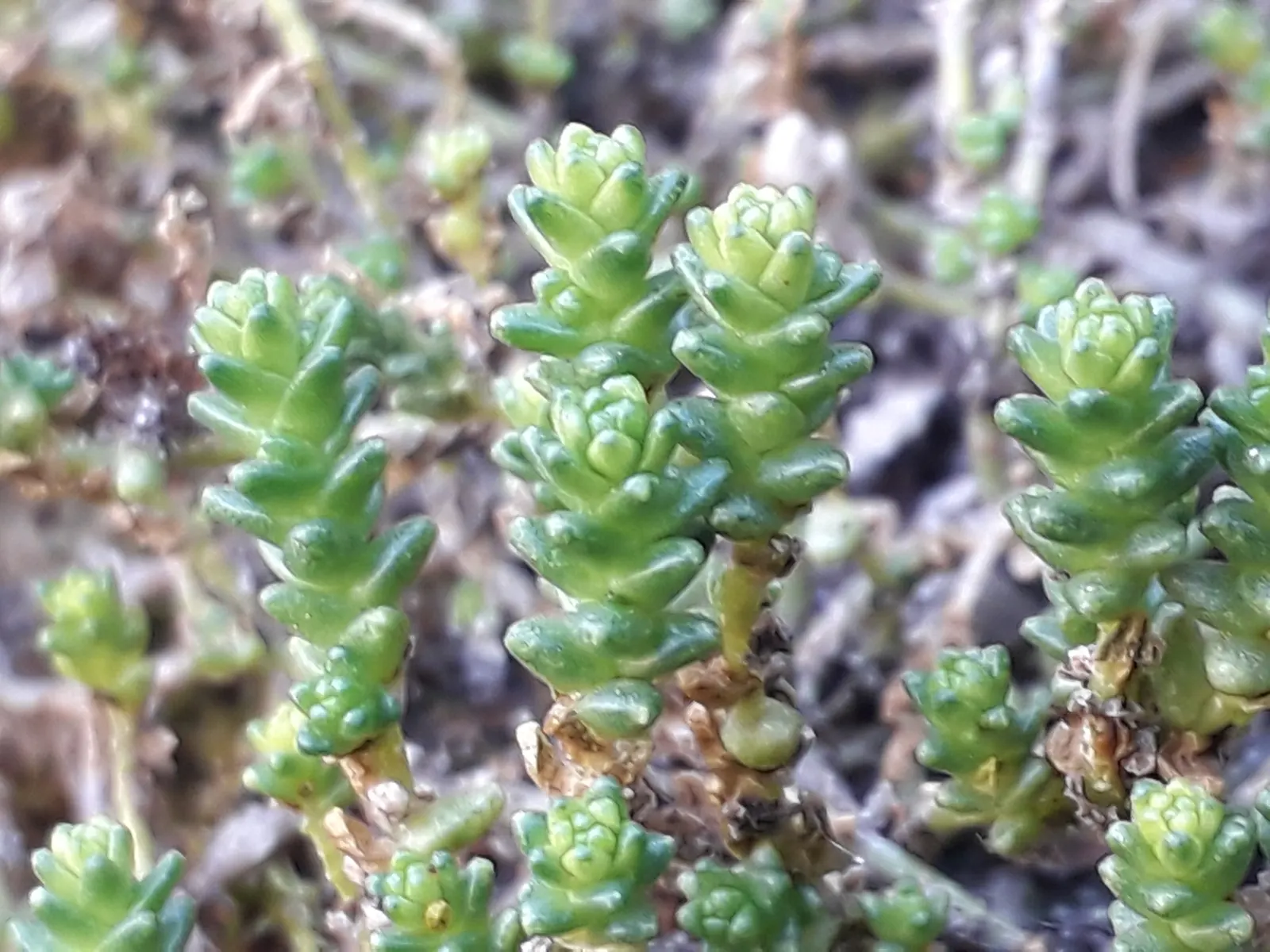 Goldmoss Sedum (Sedum Acre) — adding a soft yet structured element to the garden's texture; ground cover / perennial for full or half, image 69
