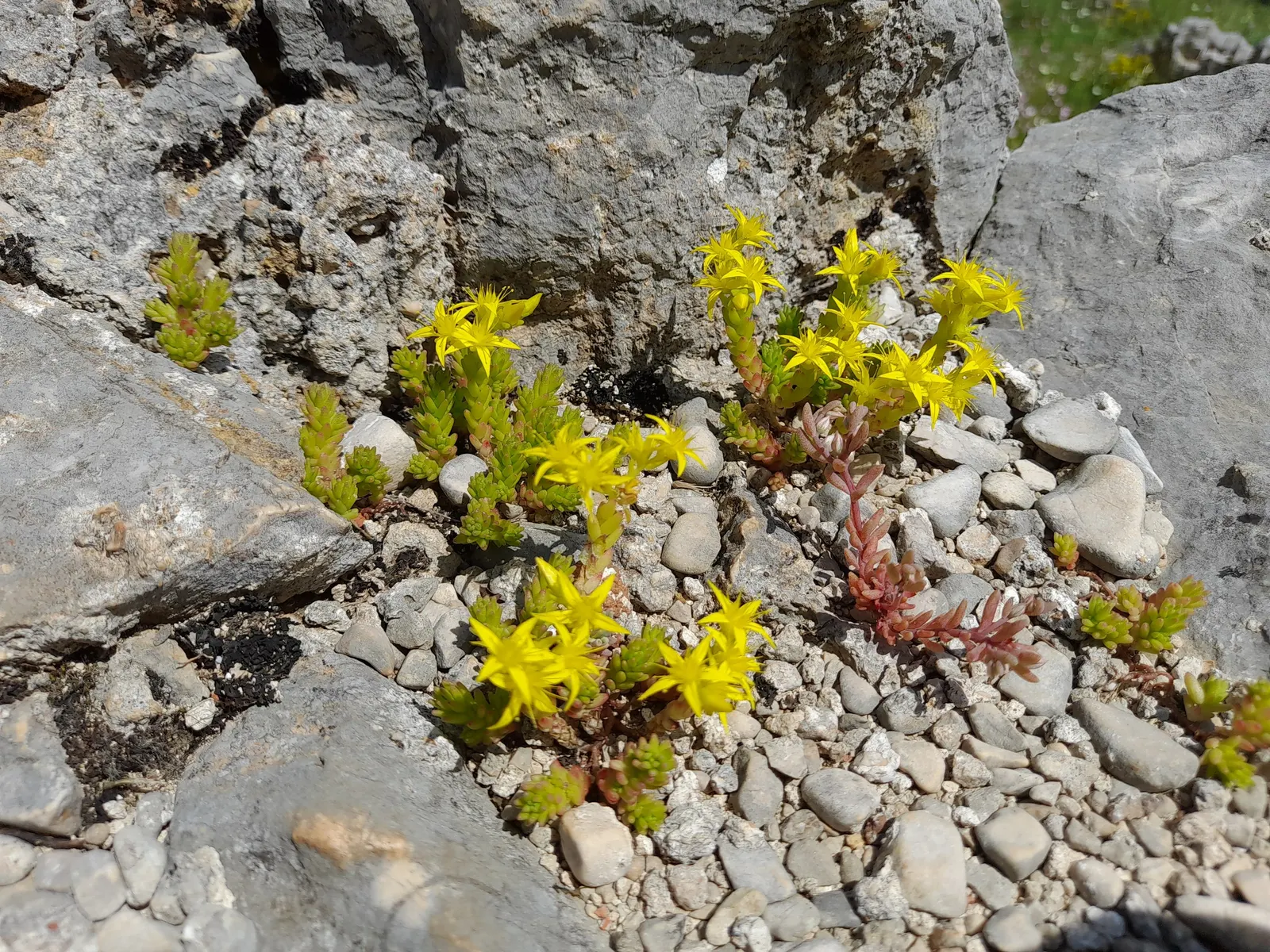 Goldmoss Sedum (Sedum Acre) — as it does not do well with excessive moisture.<br><br>For landscape designers and clients alike; scientifically named Sedum acre