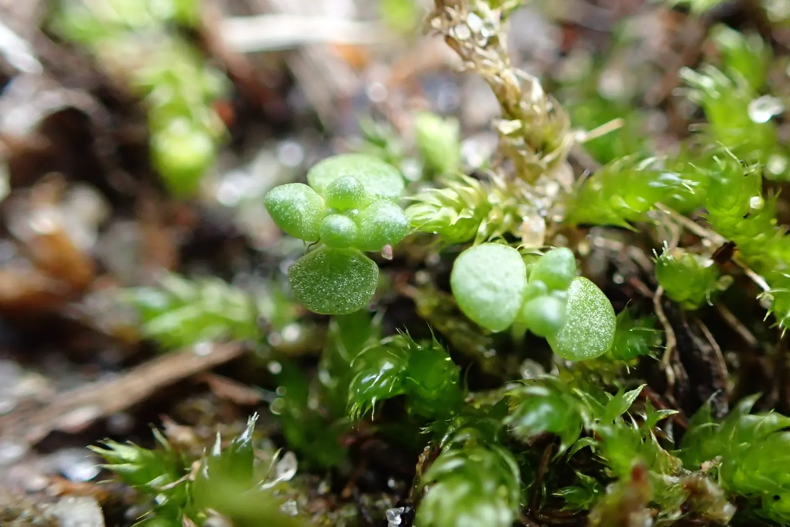 Goldmoss Sedum (Sedum Acre) — while partial shade can be tolerated; star-shaped yellow flowers that are roughly 1/2 inch in diameter