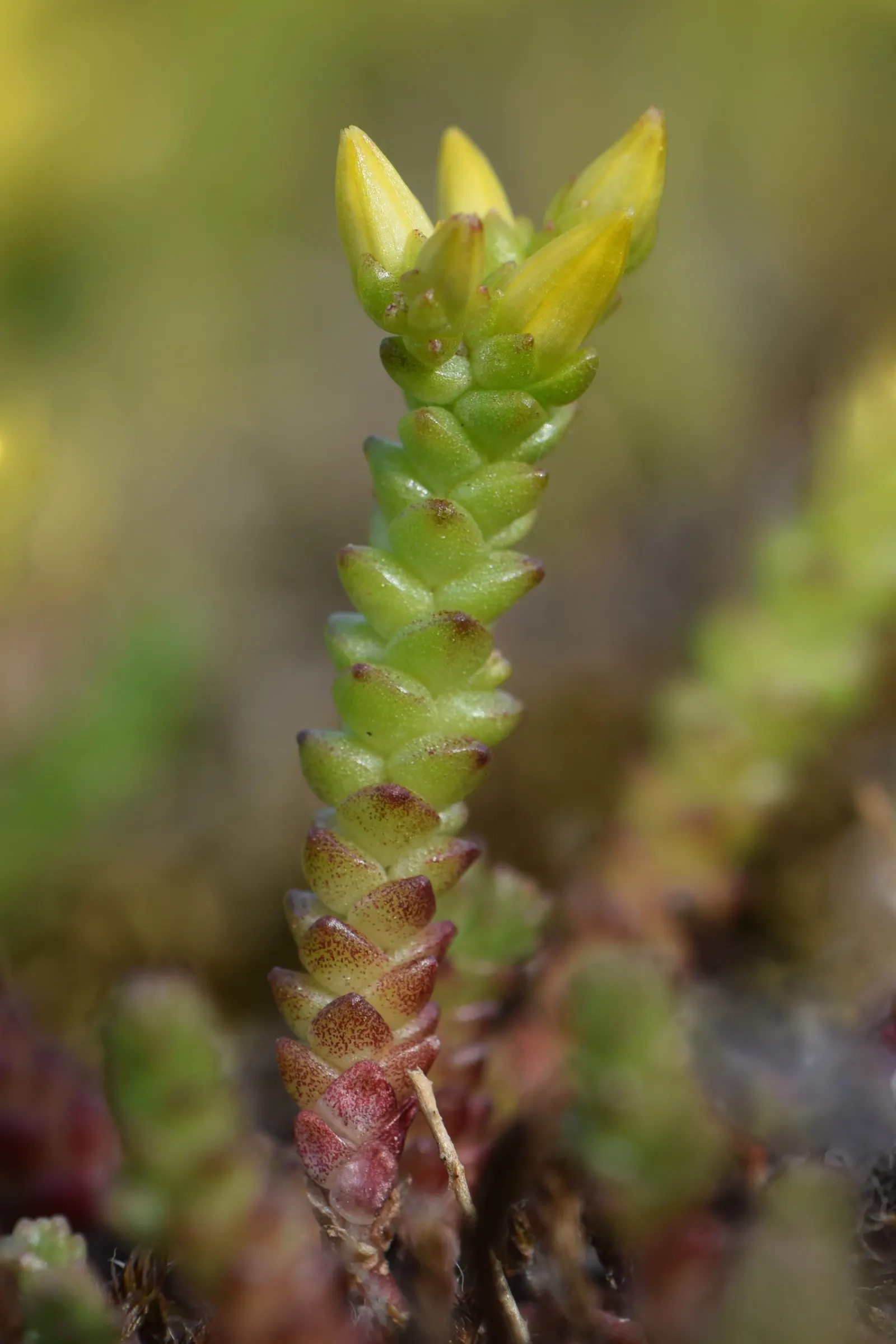 Goldmoss Sedum (Sedum Acre) — is an evergreen groundcover with vibrant yellow star-shaped flowers blooming in summer; it offers excellent erosion, image 49