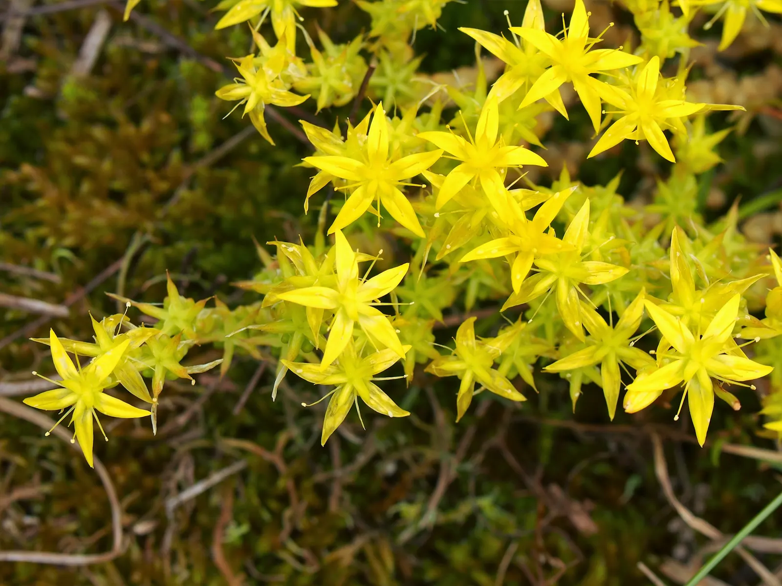 Goldmoss Sedum (Sedum Acre) — providing year-round interest with minimal care requirements; it also serves well as a filler between stepping stones, image 65