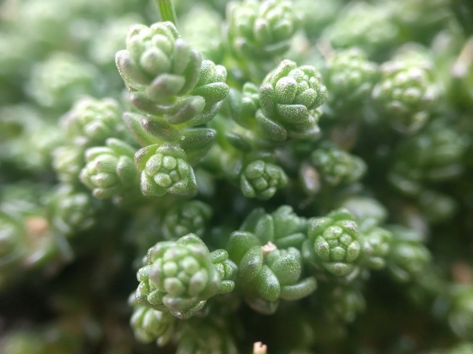 Goldmoss Sedum (Sedum Acre) — with a fleshy texture and a bright green hue that adds an eye-catching element to the landscape; adding a burst of color to your