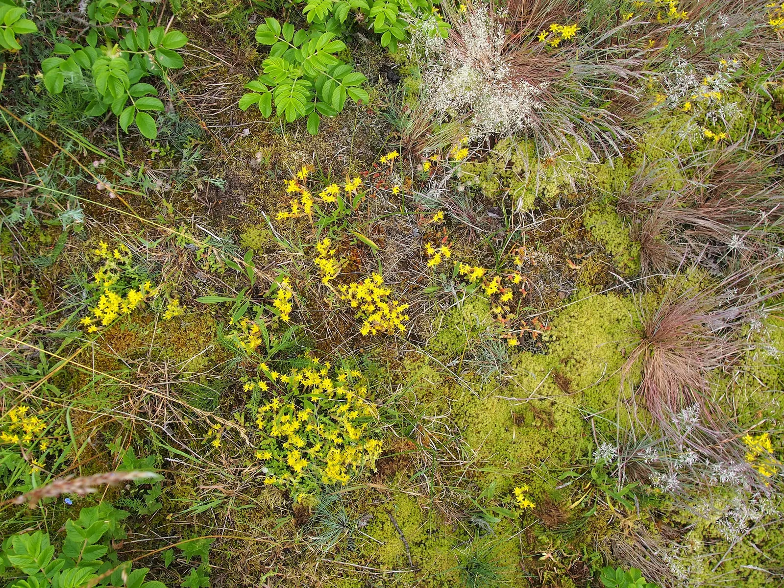 Goldmoss Sedum (Sedum Acre) — adding a soft yet structured element to the garden's texture