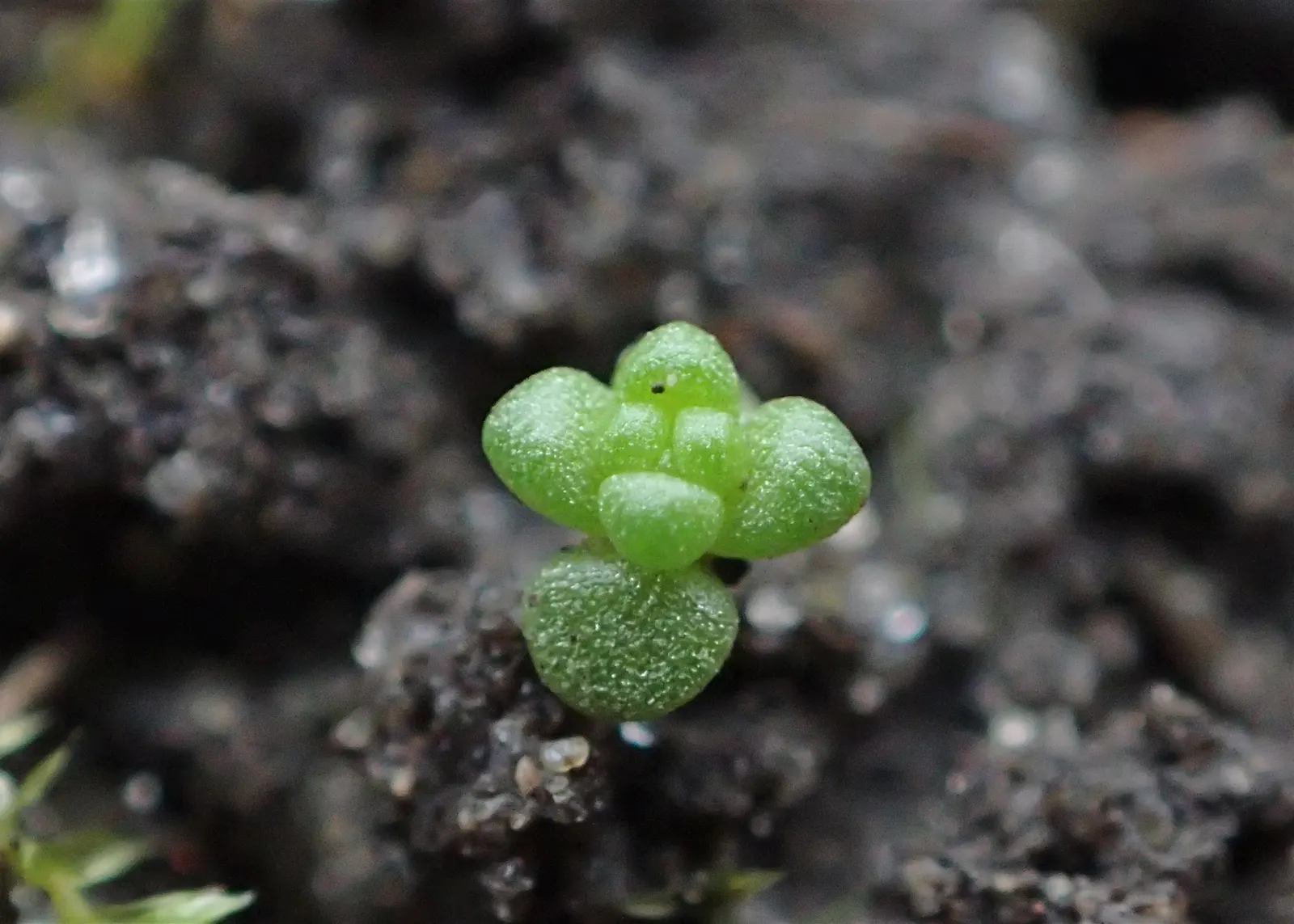 Goldmoss Sedum (Sedum Acre) — low-growing foliage and its ability to thrive in challenging conditions; yellow flowers in the garden, image 79
