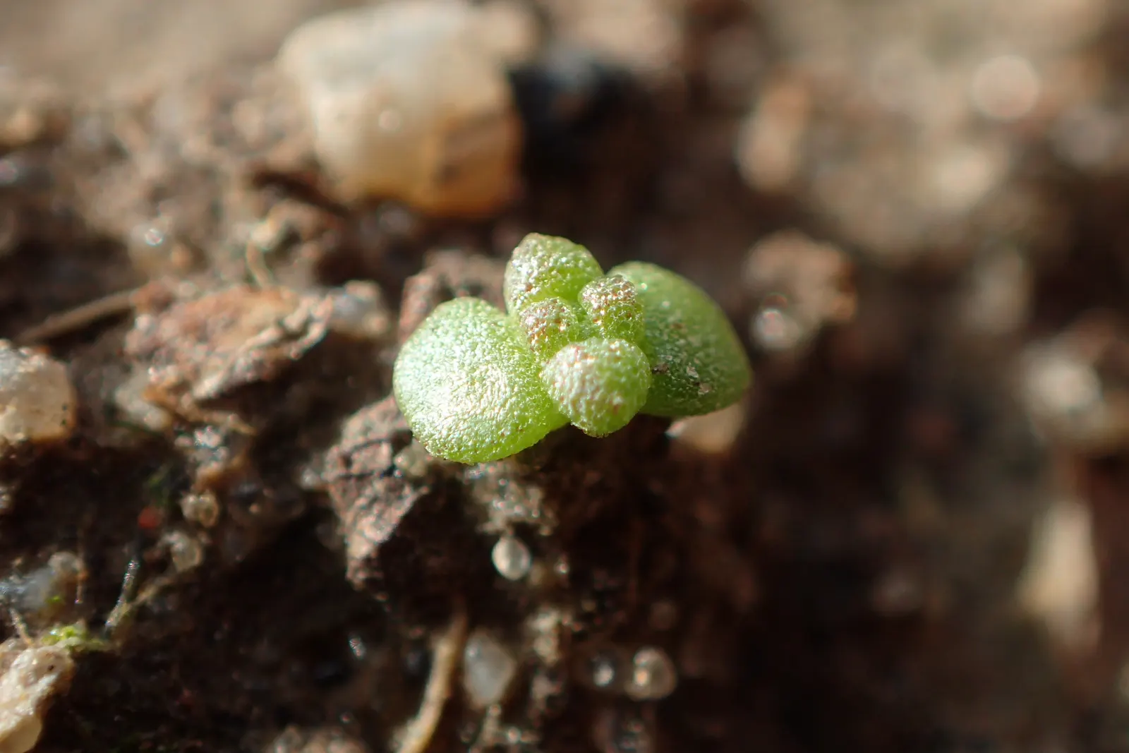 Goldmoss Sedum (Sedum Acre) — making it a perfect choice for xeriscaping or low-maintenance gardens
