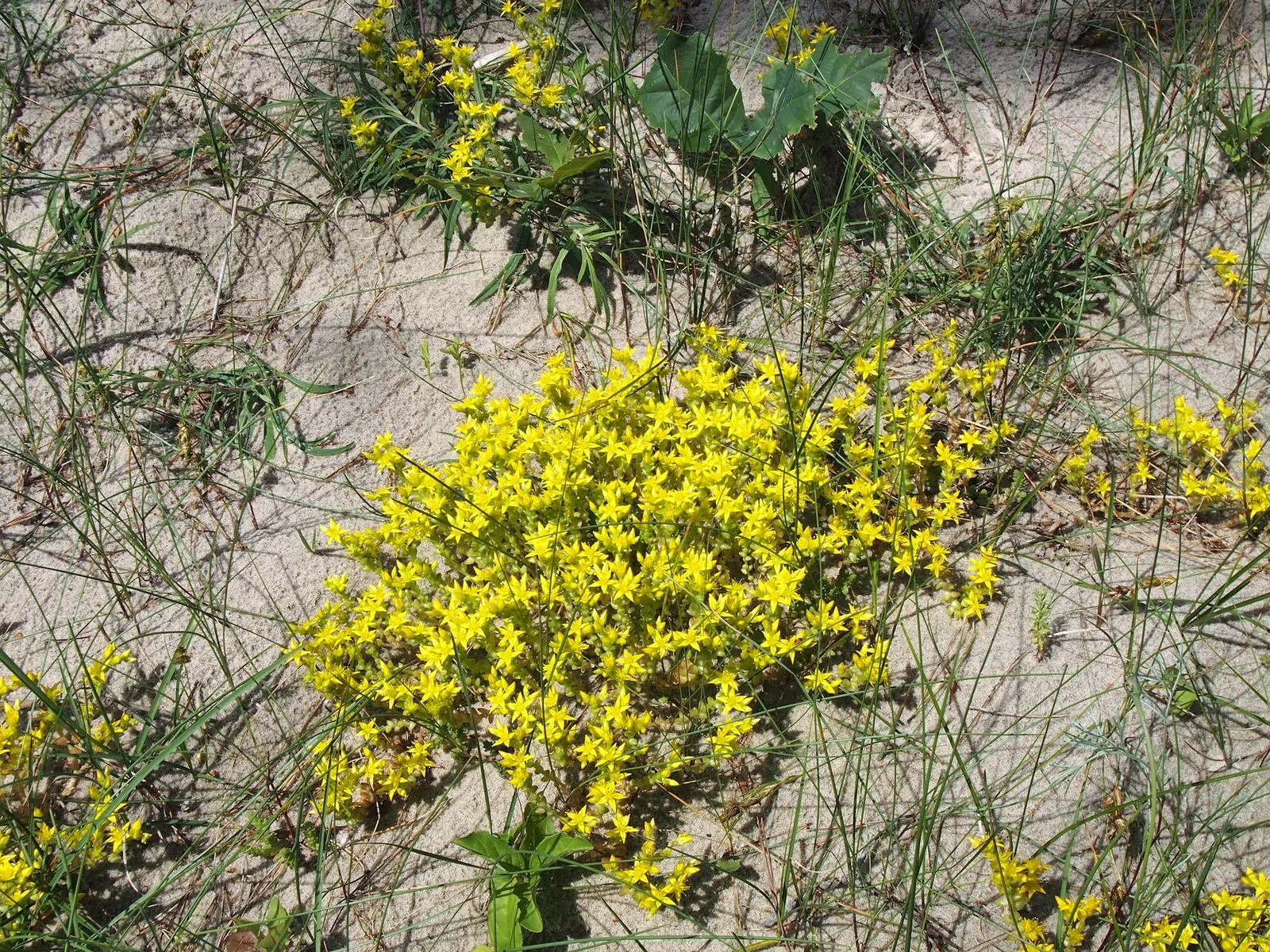 Goldmoss Sedum (Sedum Acre) — making it a perfect choice for xeriscaping or low-maintenance gardens; the Goldmoss Sedum is a valuable addition to a, image 85