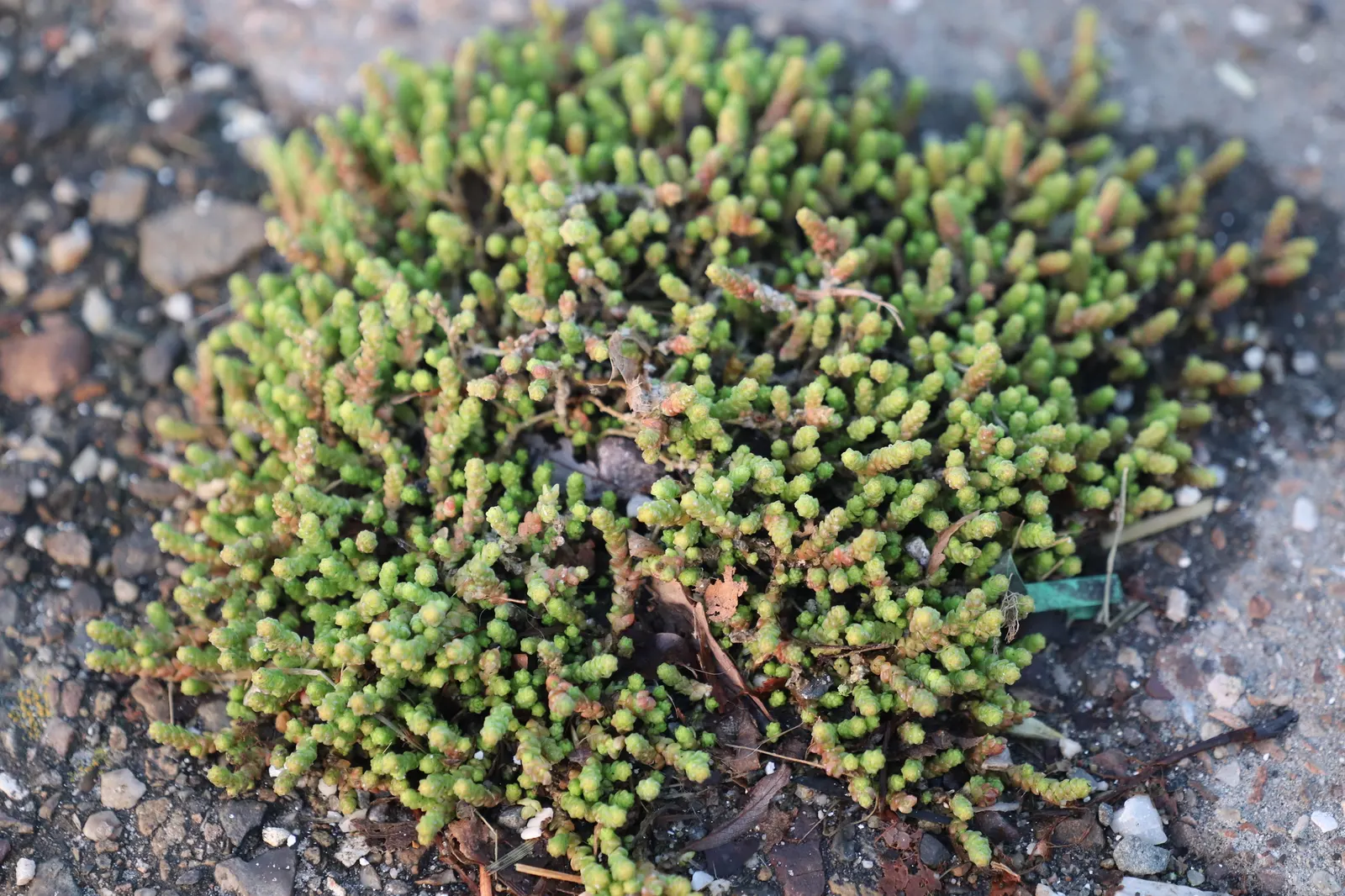Goldmoss Sedum (Sedum Acre) — it offers excellent erosion control and attracts butterflies