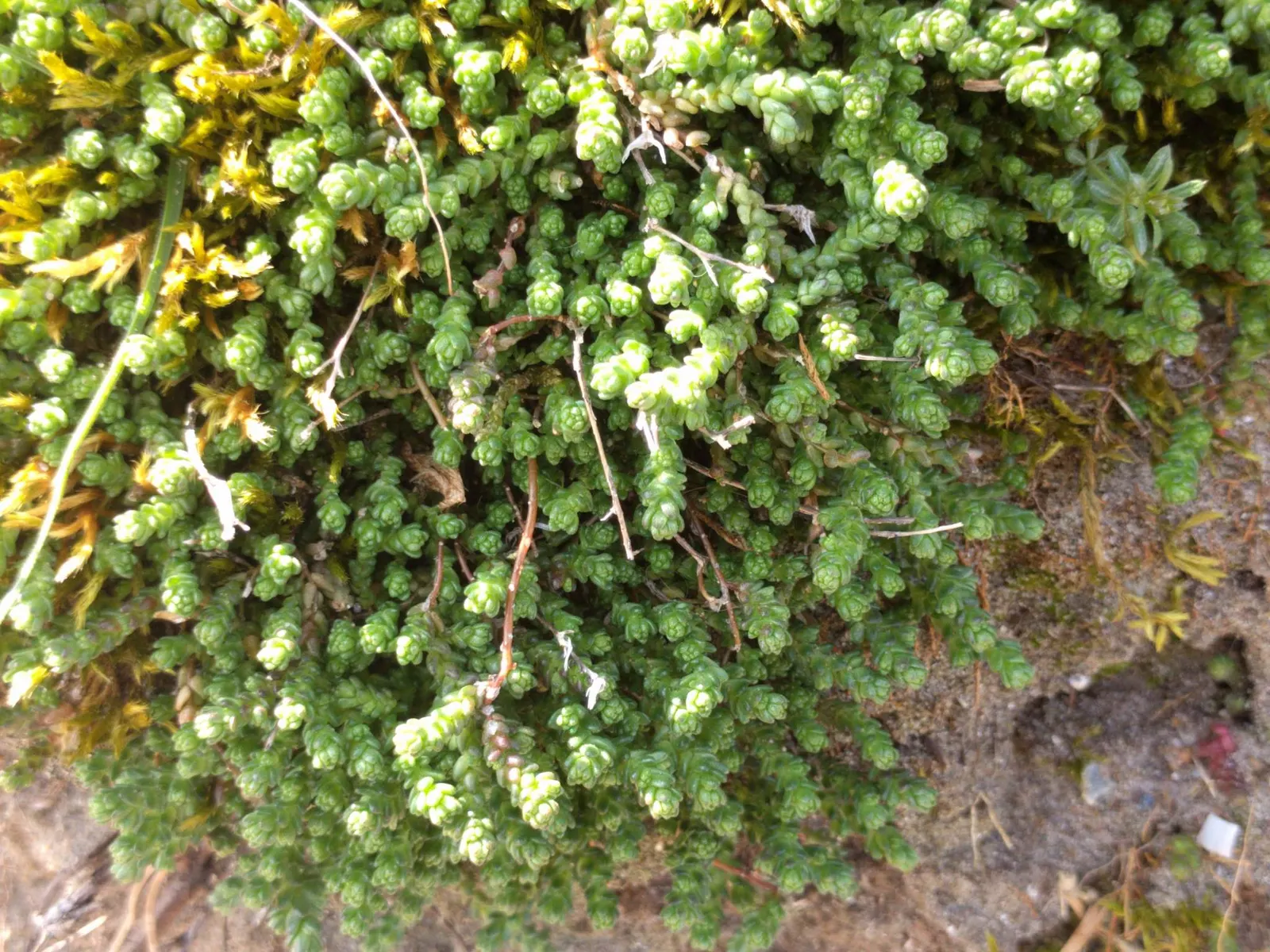 Goldmoss Sedum (Sedum Acre) — ground cover / perennial for full or half
