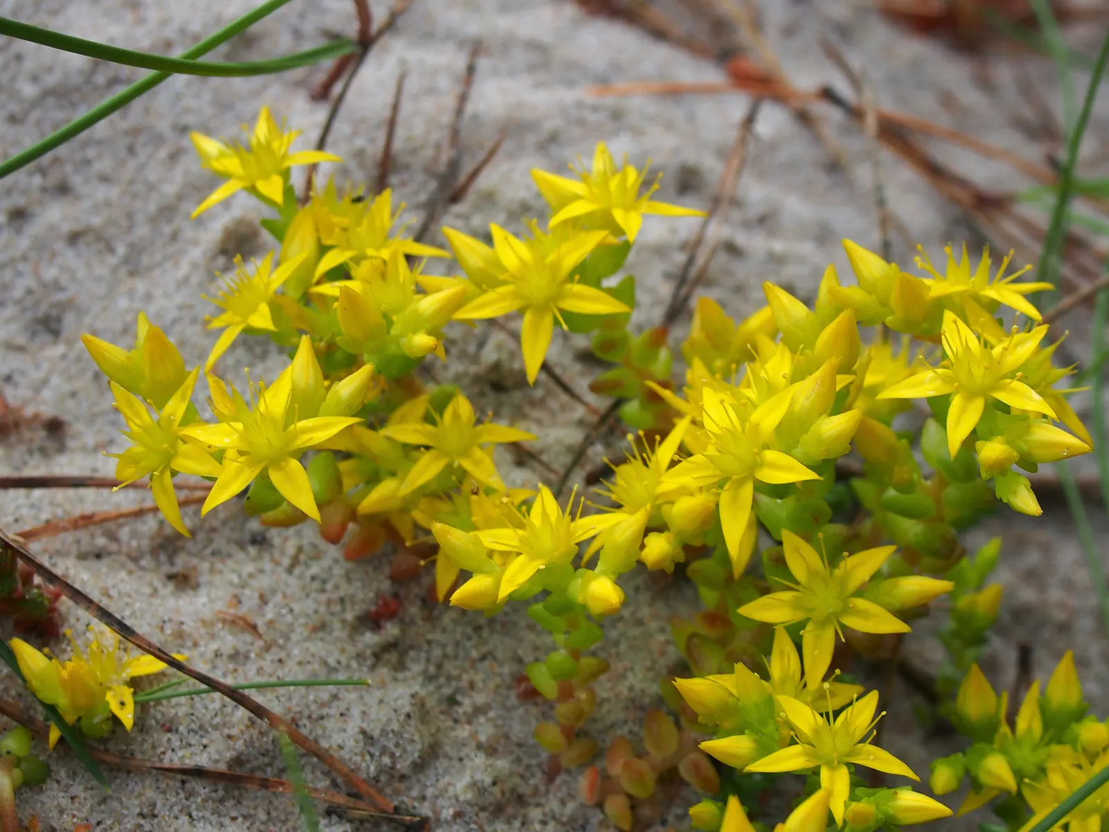 Goldmoss Sedum (Sedum Acre) — it blooms profusely with tiny