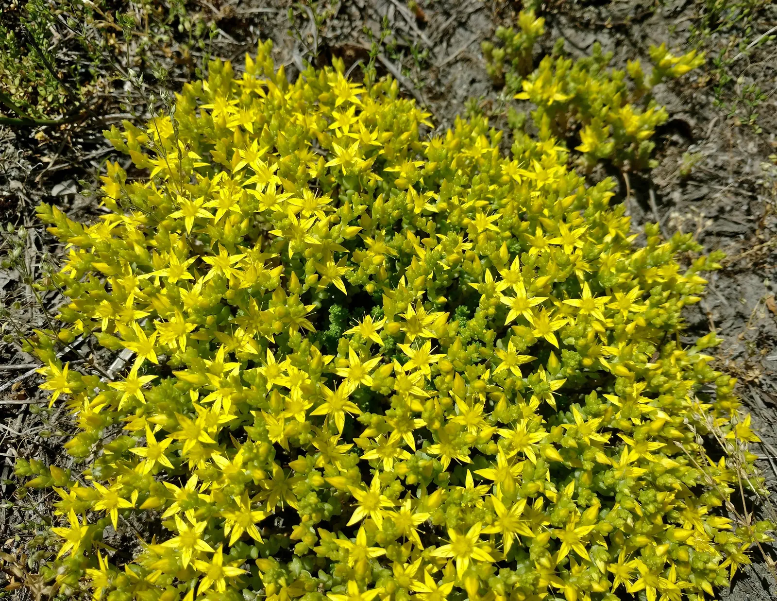 Goldmoss Sedum (Sedum Acre) — ground cover / perennial with yellow blooms; it is important to avoid overwatering, image 71