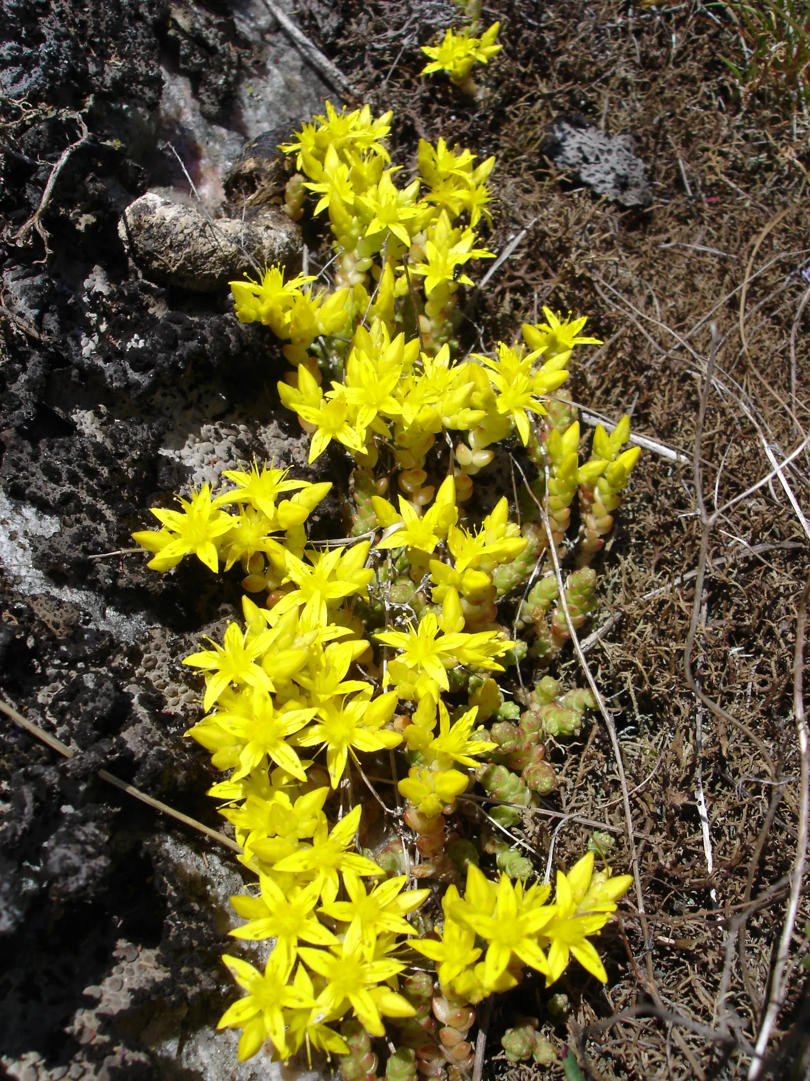 Goldmoss Sedum (Sedum Acre) — as it does not do well with excessive moisture.<br><br>For landscape designers and clients alike; scientifically, image 63