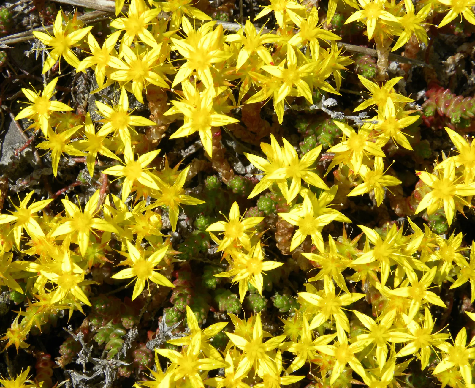 Goldmoss Sedum (Sedum Acre) — Goldmoss Sedum is extremely tolerant of poor soil conditions; thriving in USDA zones 3-9, it reaches up to 3 inches, image 59
