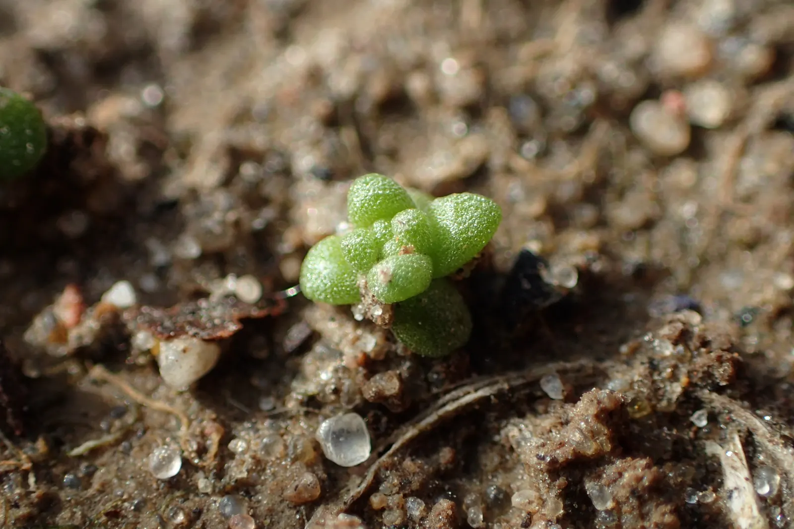 Goldmoss Sedum (Sedum Acre) — It prefers well-drained soil and is very drought-resistant once established; it blooms profusely with tiny, image 60