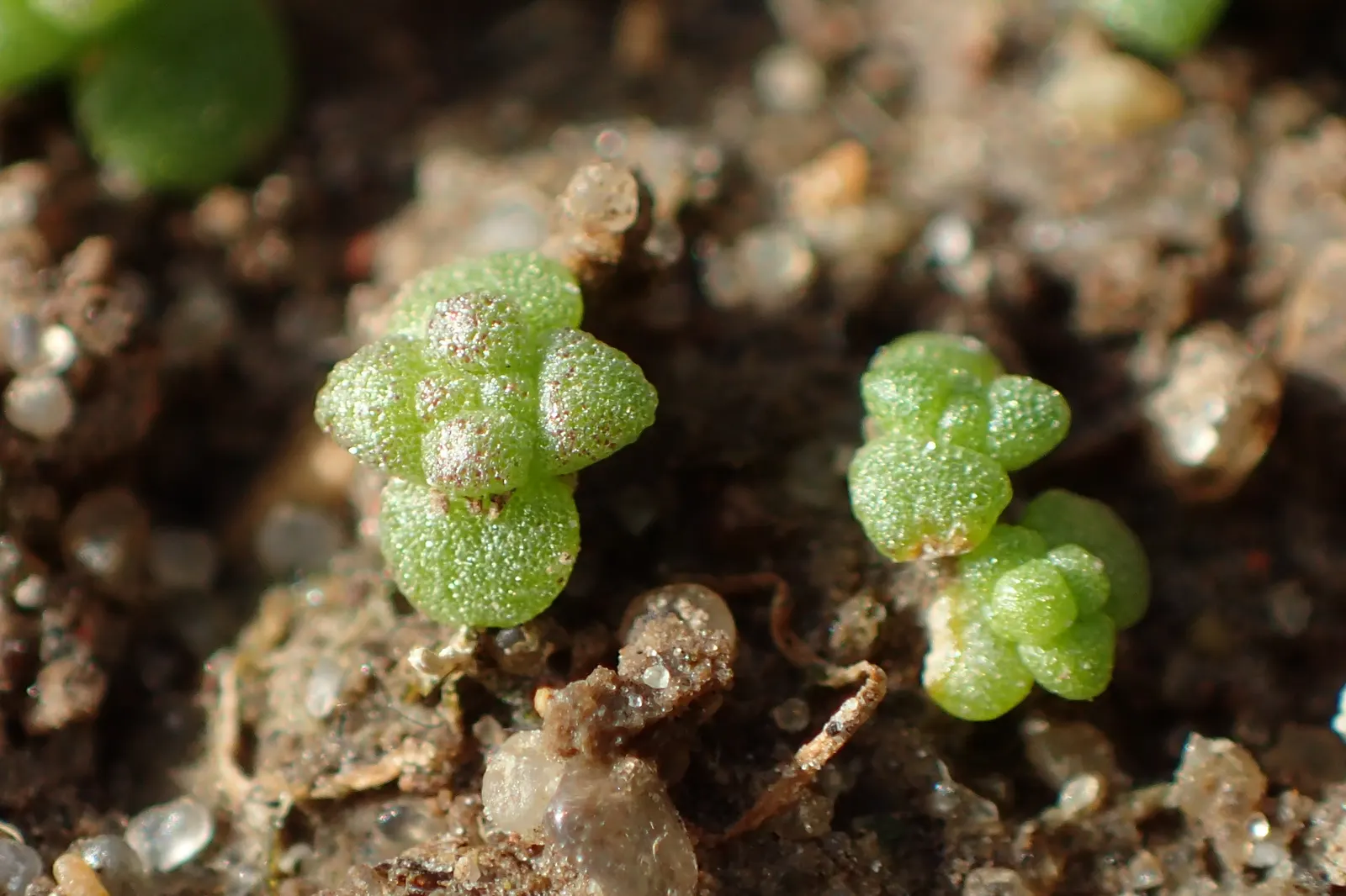 Goldmoss Sedum (Sedum Acre) — with a fleshy texture and a bright green hue that adds an eye-catching element to the landscape; adding a burst of, image 80