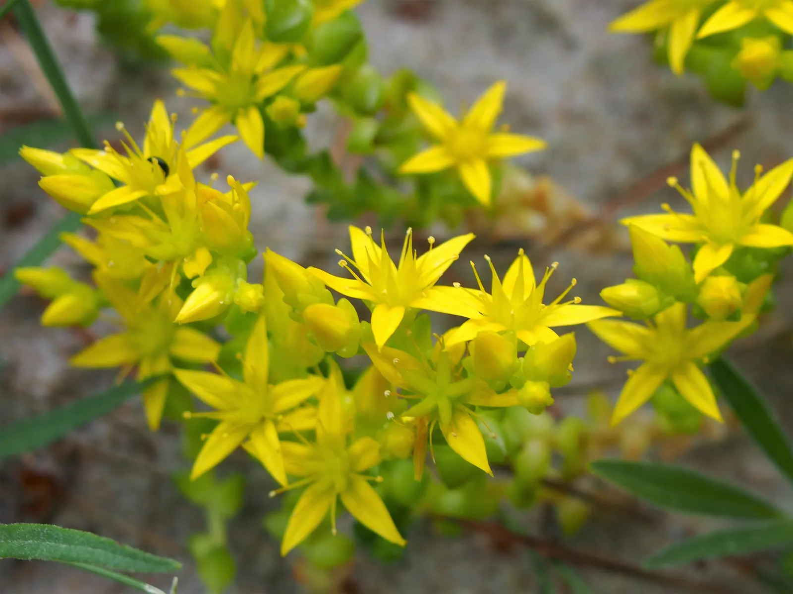 Goldmoss Sedum (Sedum Acre) — adding a burst of color to your landscape design; with a fleshy texture and a bright green hue that adds an eye-catching element