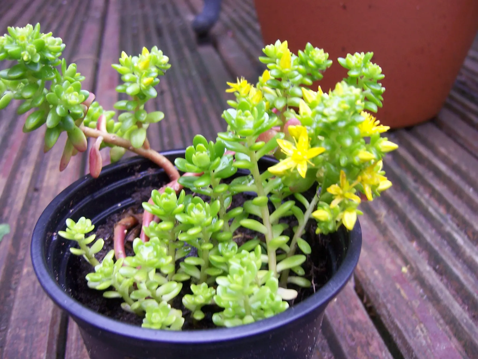 Goldmoss Sedum (Sedum Acre) — it offers excellent erosion control and attracts butterflies; is an evergreen groundcover with vibrant yellow star-shaped flowers
