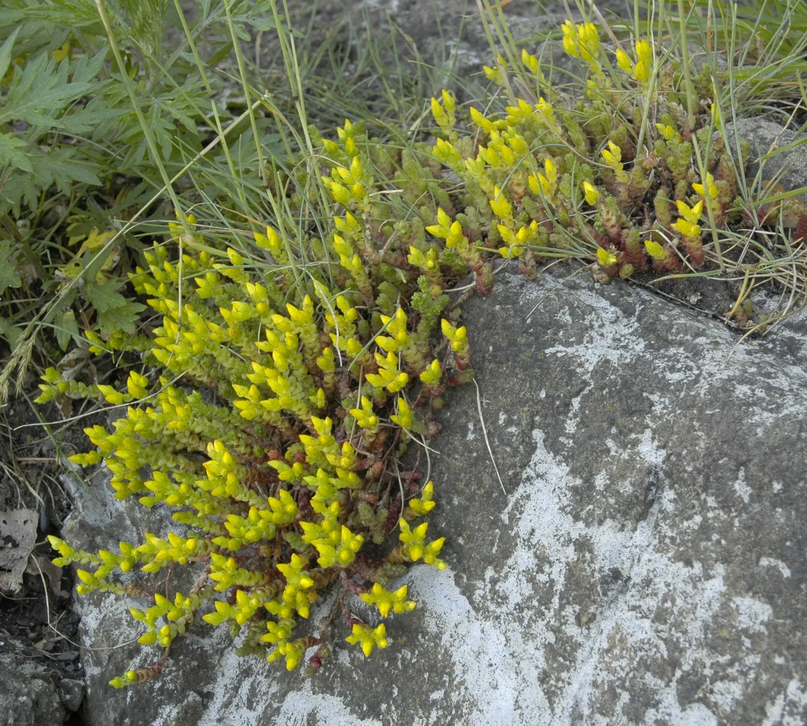 Goldmoss Sedum (Sedum Acre) — star-shaped yellow flowers that are roughly 1/2 inch in diameter; while partial shade can be tolerated, image 82