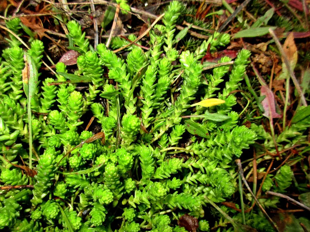 Goldmoss Sedum (Sedum Acre) — ground cover / perennial for full or half; adding a soft yet structured element to the garden's texture