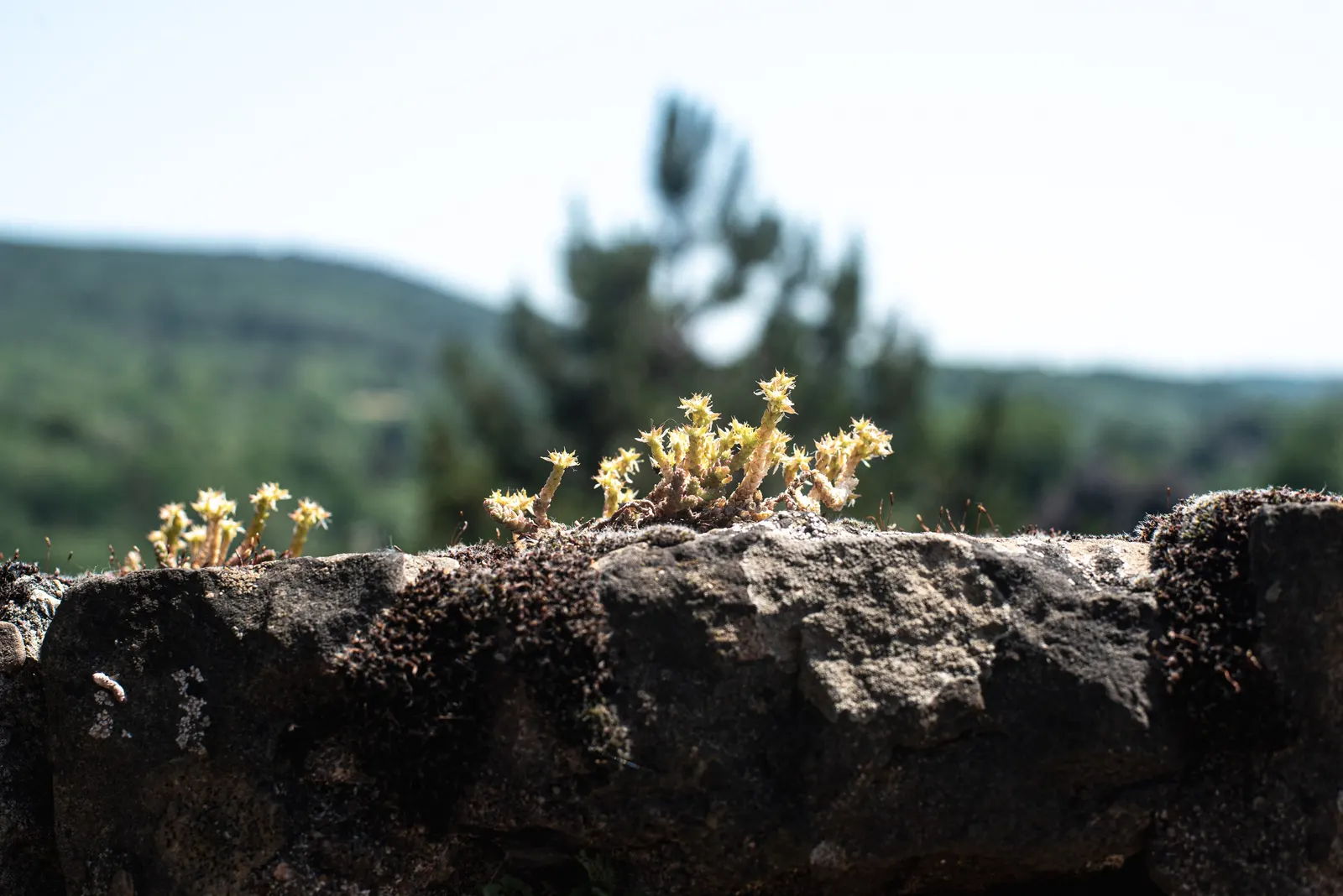 Goldmoss Sedum (Sedum Acre) — is an evergreen groundcover with vibrant yellow star-shaped flowers blooming in summer; it offers excellent erosion control and