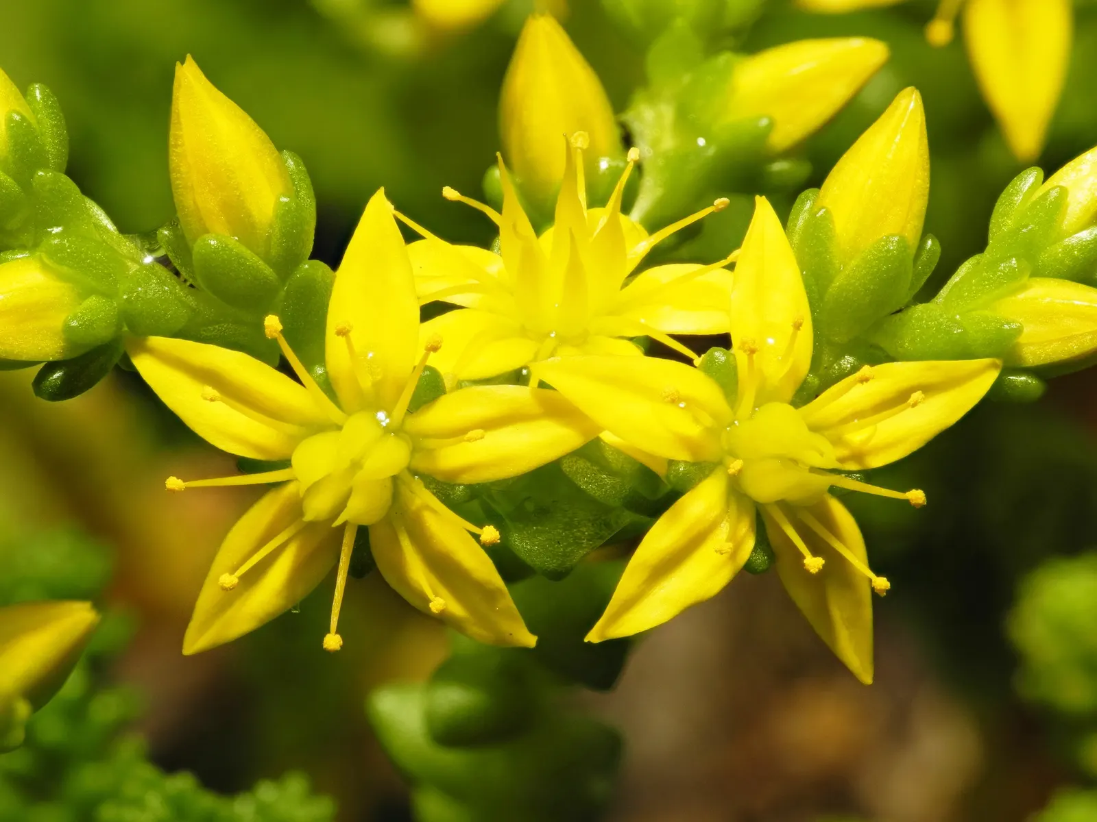 Goldmoss Sedum (Sedum Acre) — with a fleshy texture and a bright green hue that adds an eye-catching element to the landscape