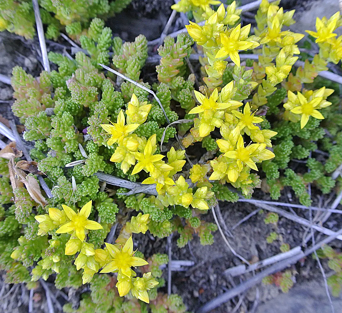 Goldmoss Sedum (Sedum Acre) — A full sun exposure will lead to the most vigorous growth and best flowering performance; this low-maintenance, drought-tolerant