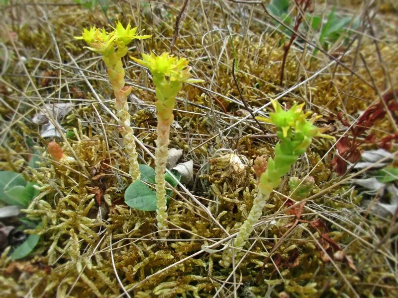 Goldmoss Sedum (Sedum Acre) — low-growing foliage and its ability to thrive in challenging conditions