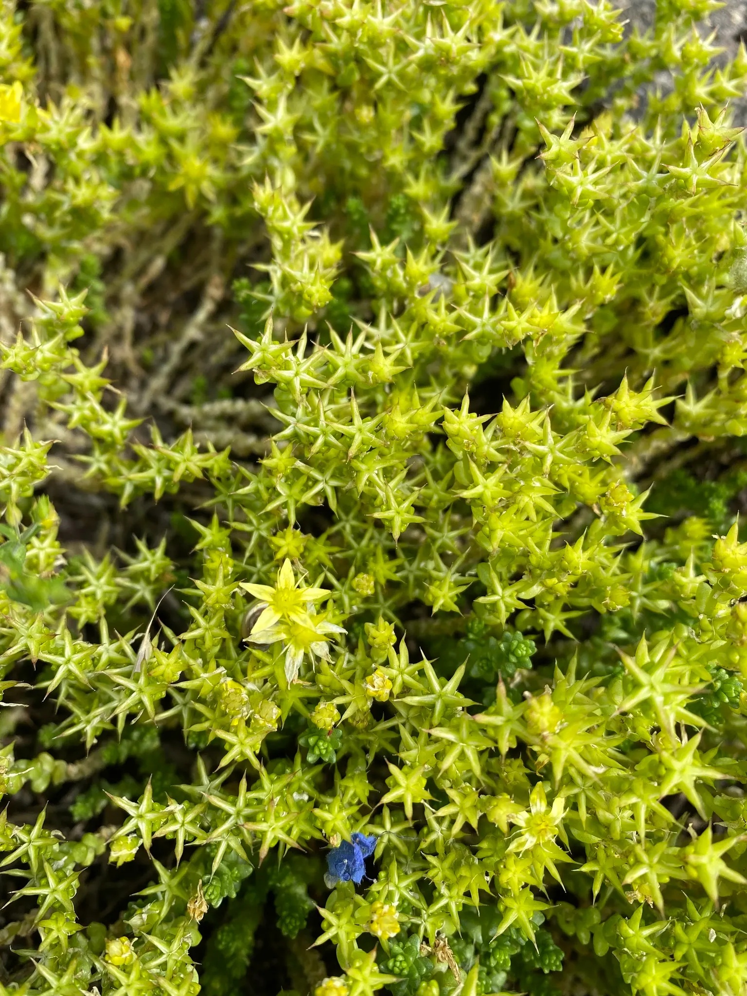 Goldmoss Sedum (Sedum Acre) — scientifically named Sedum acre; as it does not do well with excessive moisture.<br><br>For landscape designers and clients alike