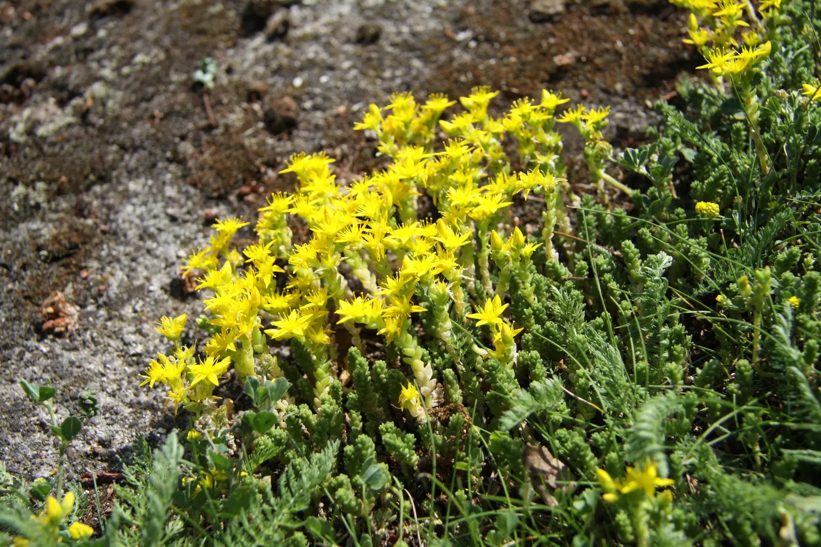 Goldmoss Sedum (Sedum Acre) — This low-maintenance, drought-tolerant plant prefers full sun to partial shade and well-draining soils