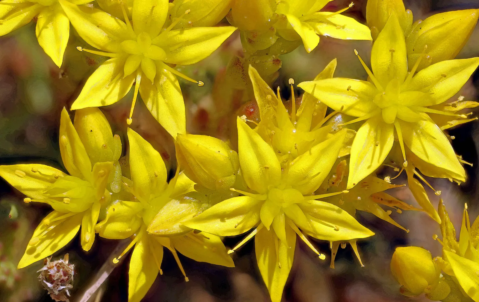 Goldmoss Sedum (Sedum Acre) — star-shaped yellow flowers that are roughly 1/2 inch in diameter; while partial shade can be tolerated, image 58
