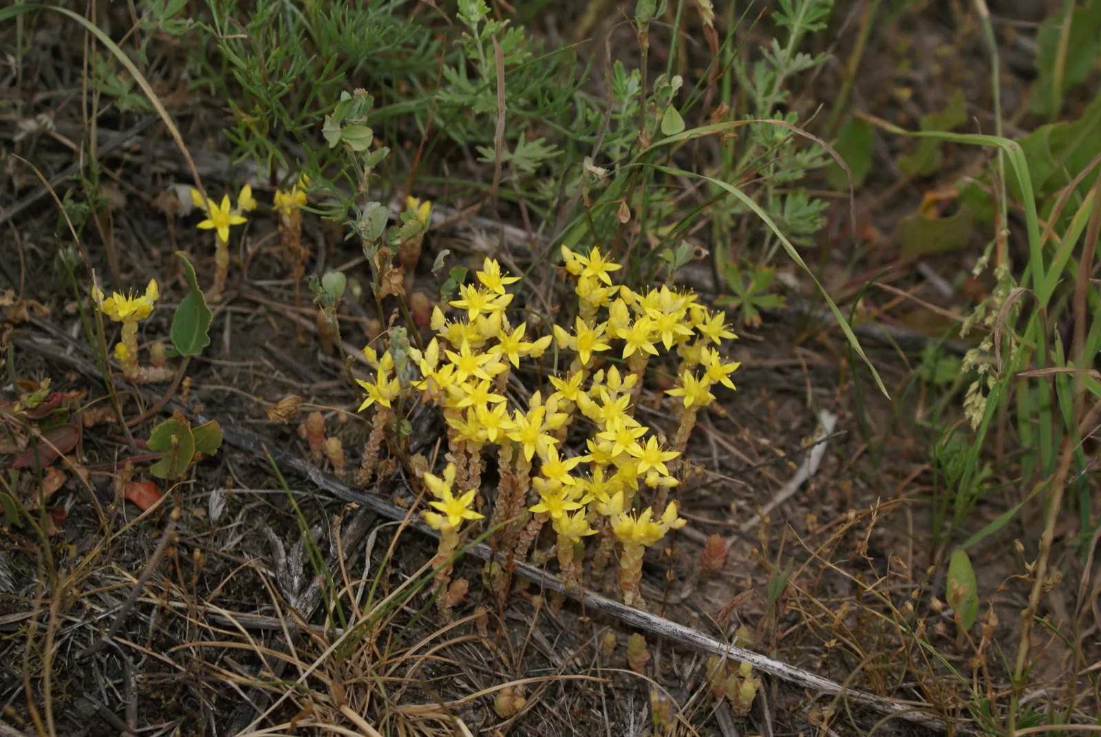 Goldmoss Sedum (Sedum Acre) — A full sun exposure will lead to the most vigorous growth and best flowering performance; this low-maintenance, image 90
