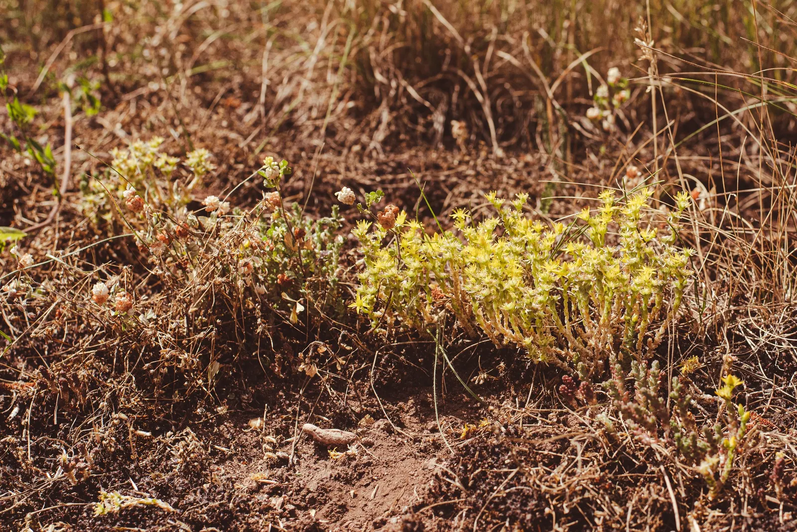Goldmoss Sedum (Sedum Acre) — Thriving in USDA zones 3-9, it reaches up to 3 inches in height and spreads 12-24 inches