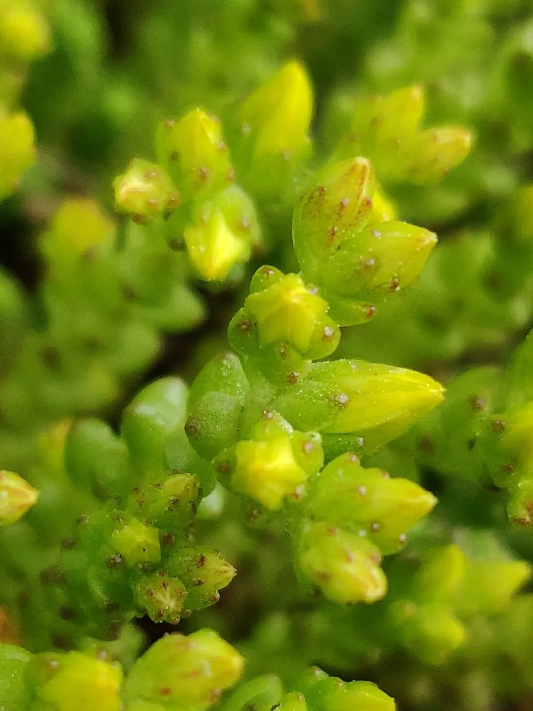 Goldmoss Sedum (Sedum Acre) — it is important to avoid overwatering; ground cover / perennial with yellow blooms, image 62