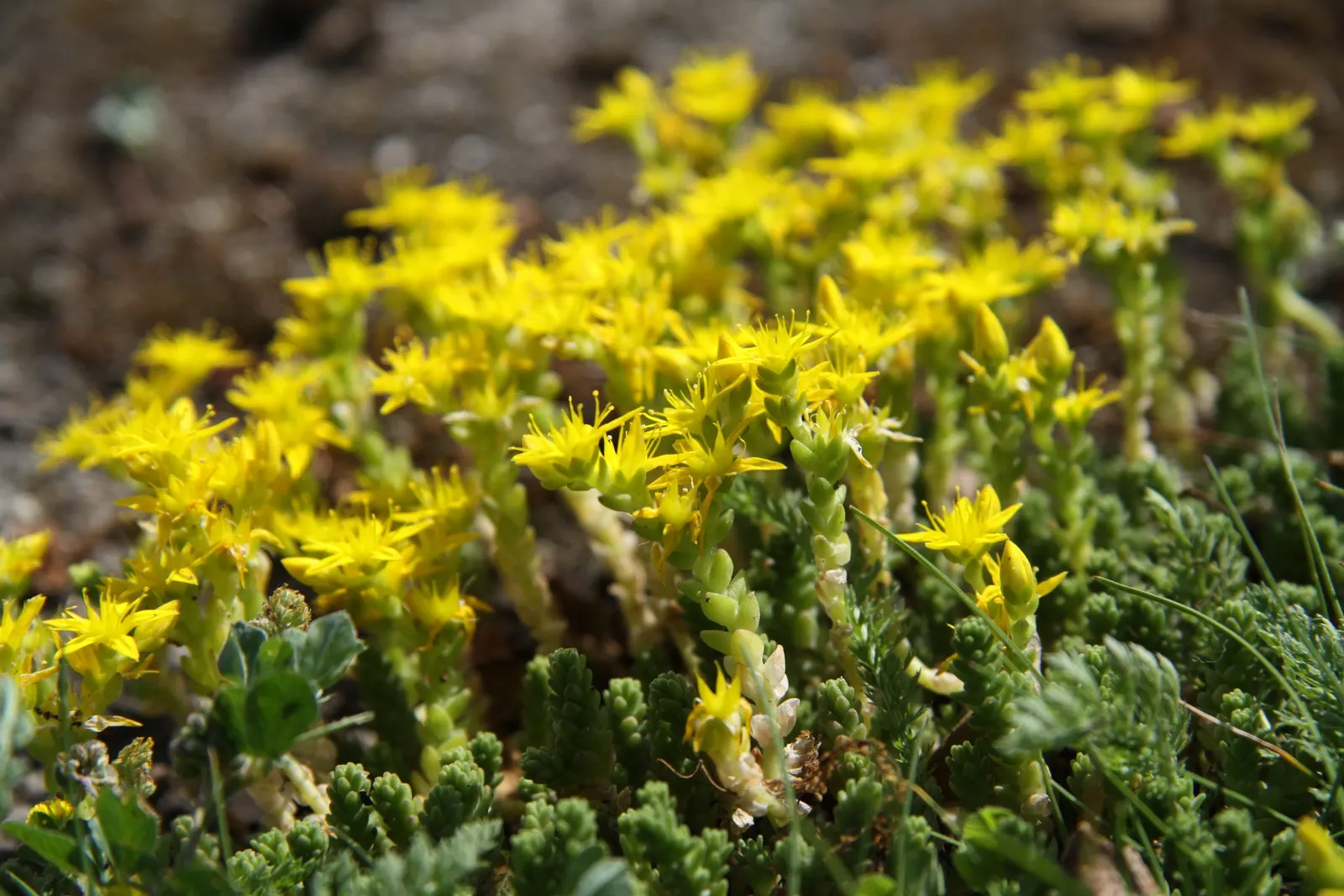Goldmoss Sedum (Sedum Acre) — providing year-round interest with minimal care requirements