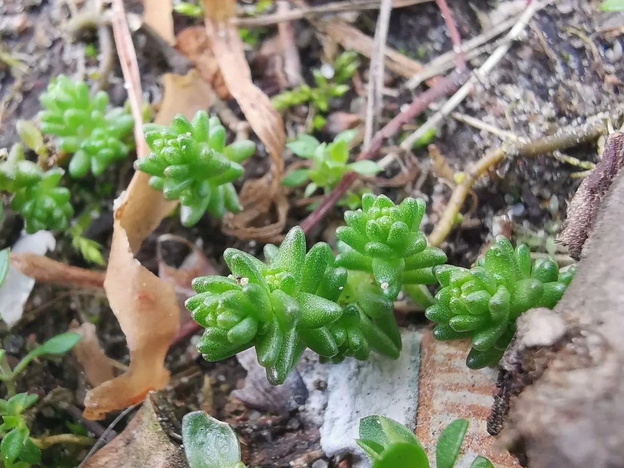 Goldmoss Sedum (Sedum Acre) — scientifically named Sedum acre; as it does not do well with excessive moisture.<br><br>For landscape designers and, image 78