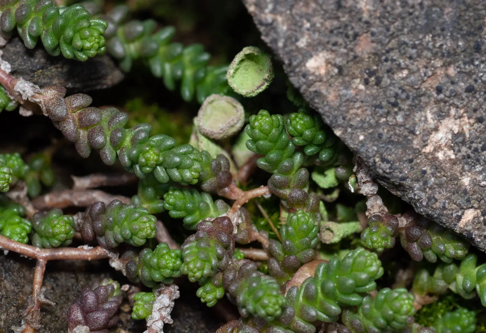 Goldmoss Sedum (Sedum Acre) — It also serves well as a filler between stepping stones or in rock gardens; providing year-round interest with, image 68