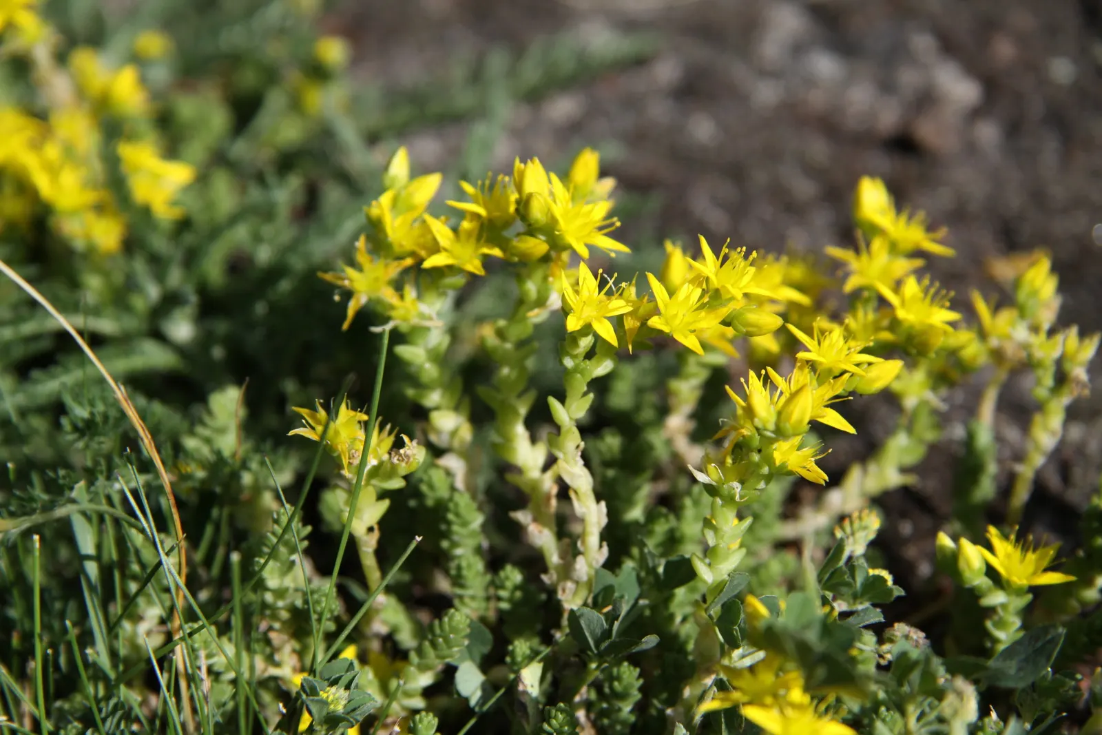 Goldmoss Sedum (Sedum Acre) — Goldmoss Sedum is extremely tolerant of poor soil conditions