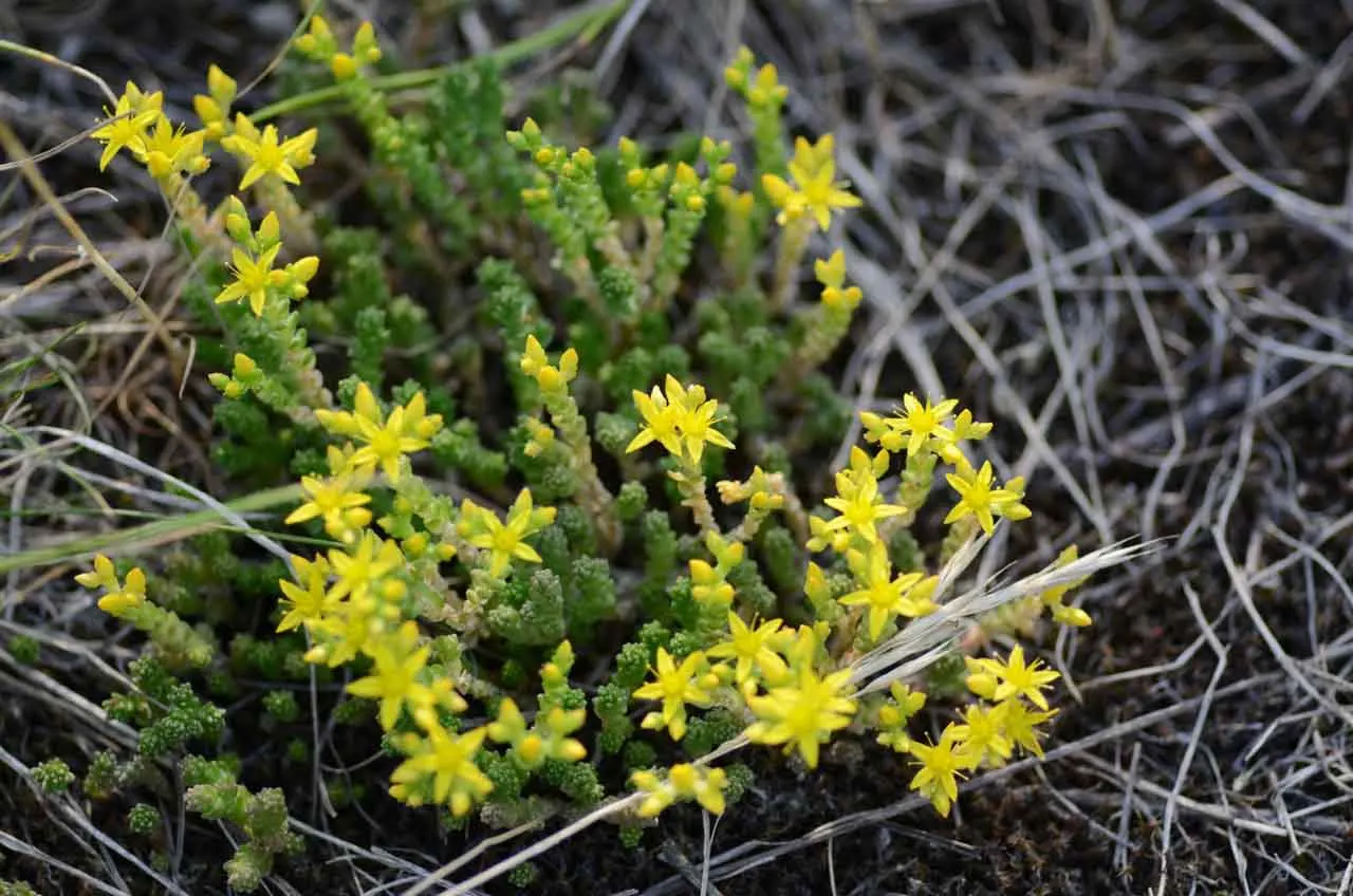 Goldmoss Sedum (Sedum Acre) — with a fleshy texture and a bright green hue that adds an eye-catching element to the landscape; adding a burst of, image 56
