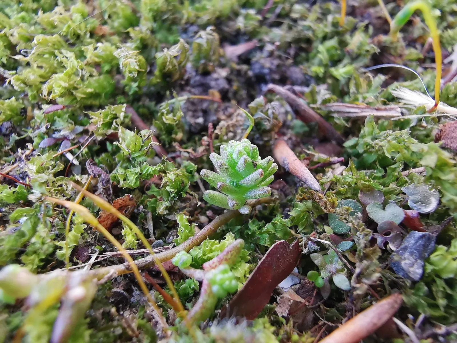 Goldmoss Sedum (Sedum Acre) — A full sun exposure will lead to the most vigorous growth and best flowering performance; this low-maintenance, image 66