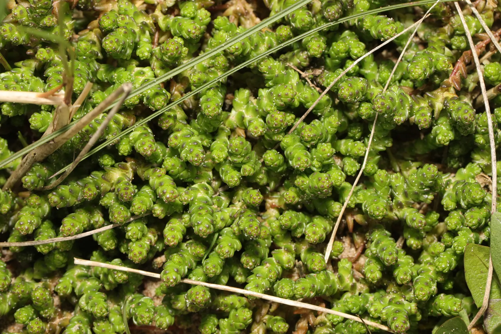 Goldmoss Sedum (Sedum Acre) — adding a soft yet structured element to the garden's texture; ground cover / perennial for full or half