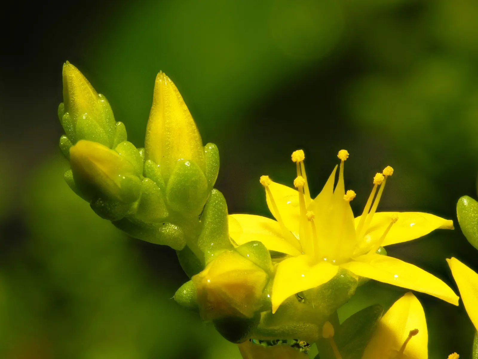 Goldmoss Sedum (Sedum Acre) — it is important to avoid overwatering