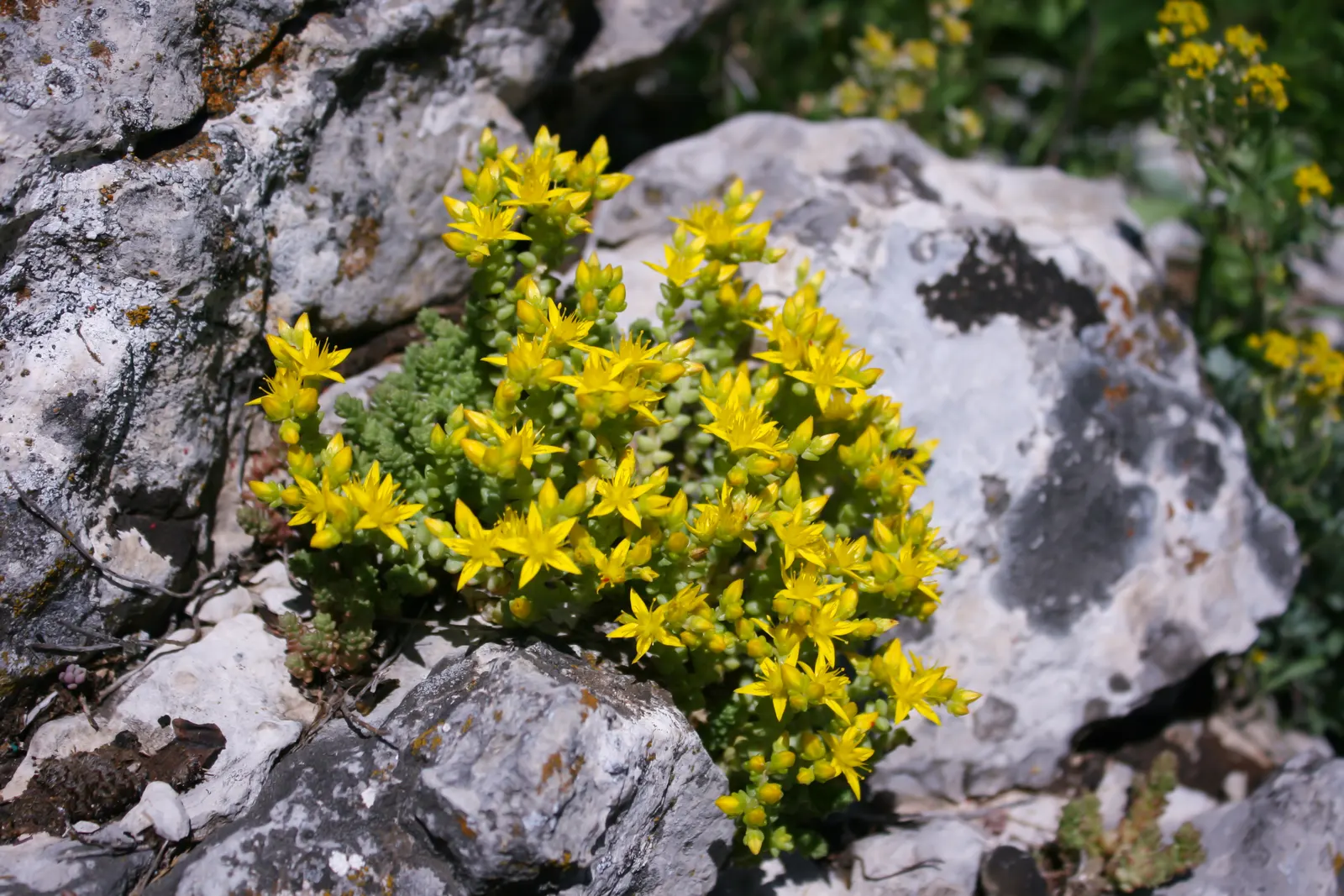 Goldmoss Sedum (Sedum Acre) — while partial shade can be tolerated; star-shaped yellow flowers that are roughly 1/2 inch in diameter, image 67